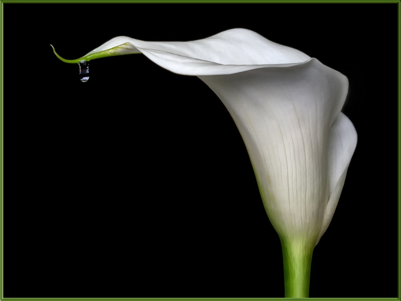T 02JohnCraig FPCC CallaLily1 T