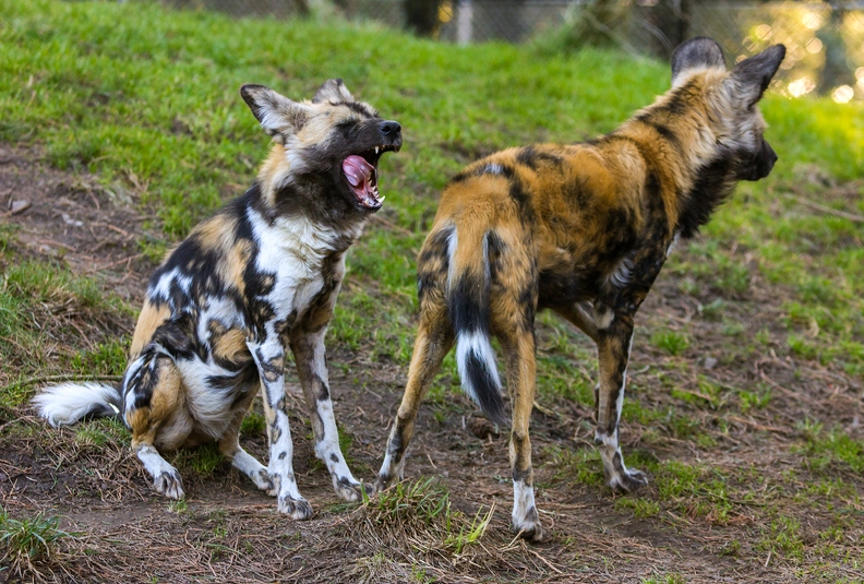African Wild Dogs