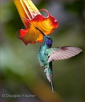 Hummer